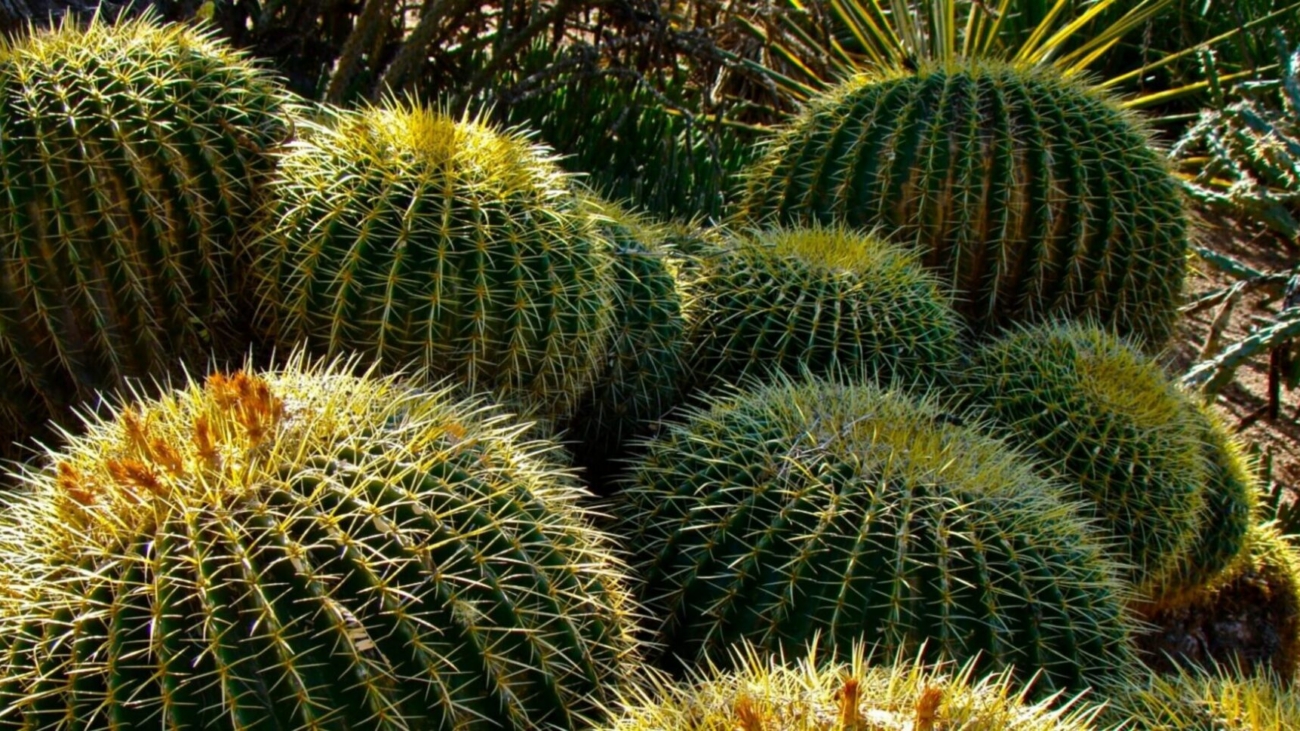 Cluster of prickly barrel cacti.