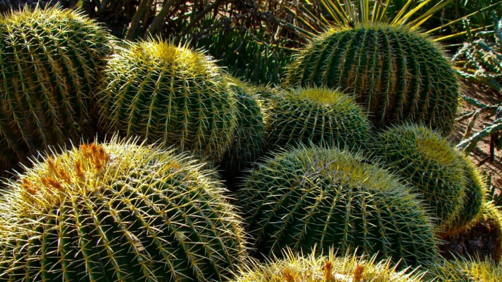 Cluster of prickly barrel cacti.