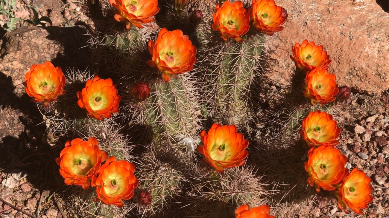 Cactus with many bright orange flowers.