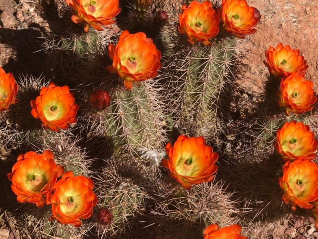 Cactus with many bright orange flowers.